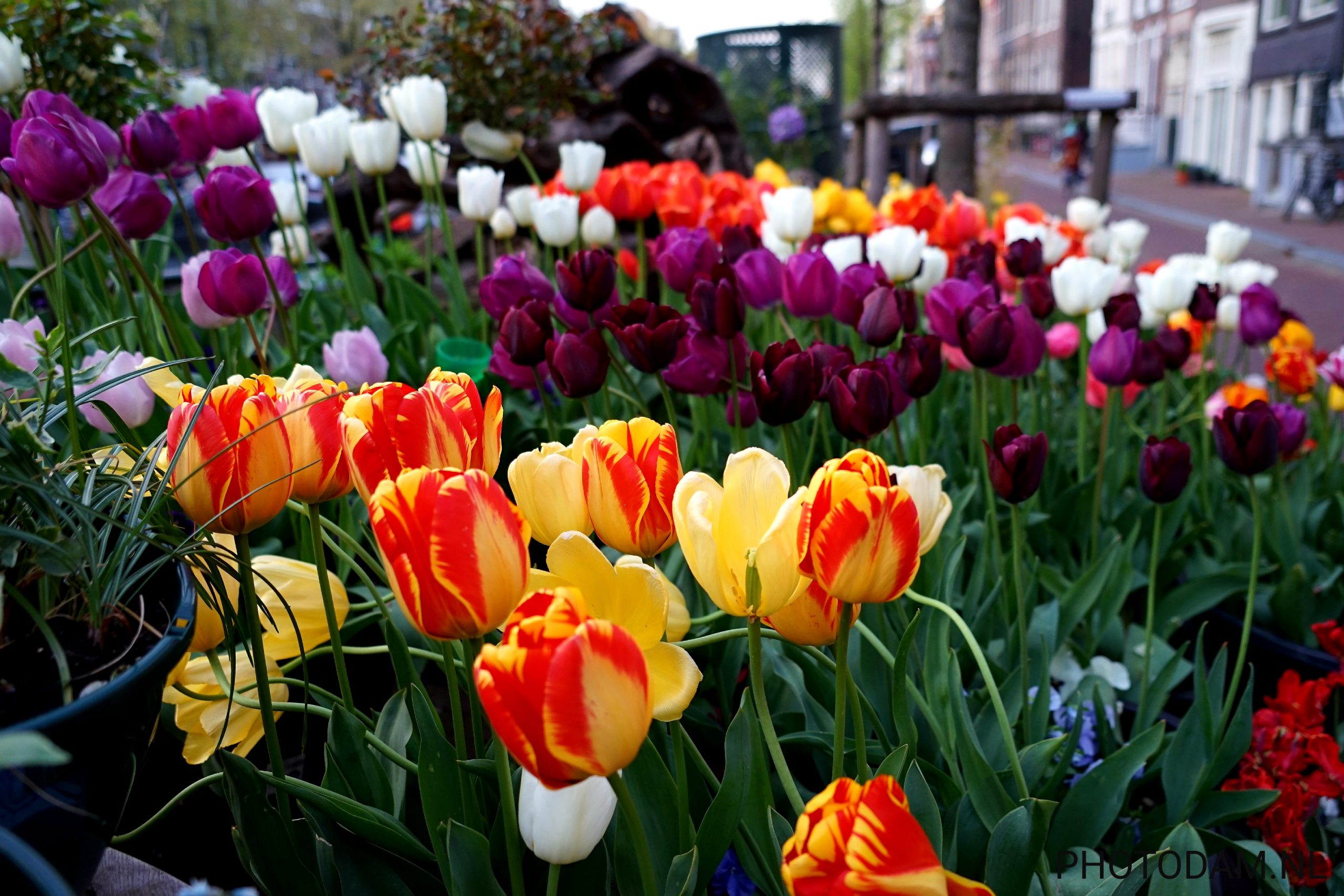 10 May 2021, Tulips in Amsterdam